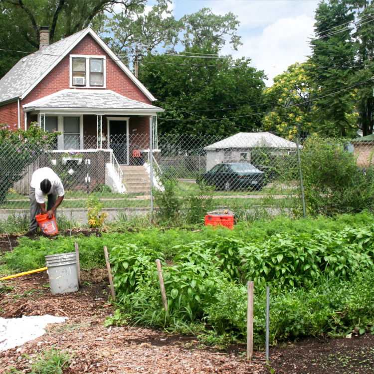 Growing Home, an organic farm, located amidst properties in Englewood.  