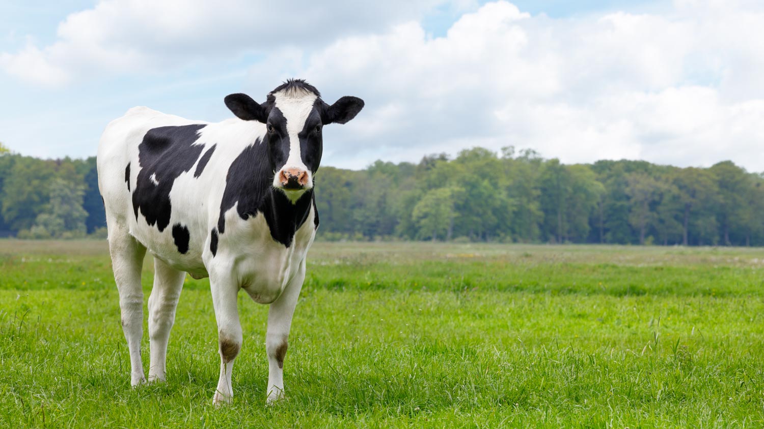 A decorative image of a cow standing in a green pasture.