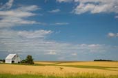 A farmhouse in a golden field, under a blue sky