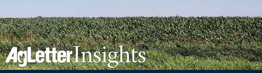 AgLetter Iowa corn banner graphic